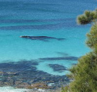 Jervis Bay Marine Park - Phillip Island Accommodation
