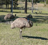 Glen Ian Ostrich and Emu Farm - Phillip Island Accommodation