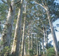 The Great Forest Trees Drive - Phillip Island Accommodation