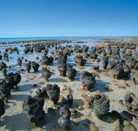Hamelin Pool Stromatolites - Phillip Island Accommodation