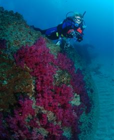 Aarhus Dive Site - Phillip Island Accommodation 2