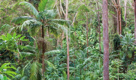 Ulidarra National Park - Phillip Island Accommodation 3