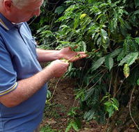 Wombah Coffee Plantation - Phillip Island Accommodation