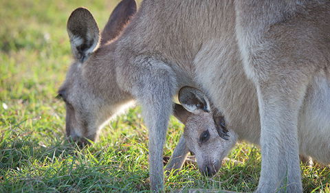 Moonee Beach Nature Reserve - Phillip Island Accommodation 2