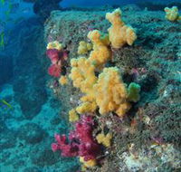 Shag Rock Dive Site - Phillip Island Accommodation