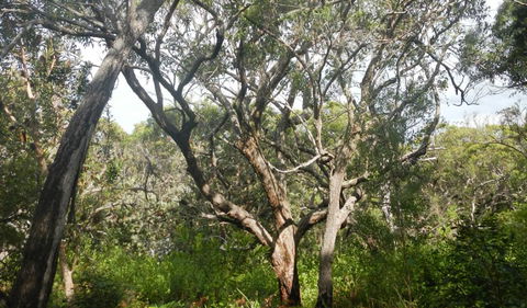 Kinchela Trig Lookout Walk - Phillip Island Accommodation 2