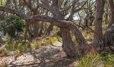 Middle Lagoon Walking Track - Phillip Island Accommodation 2