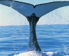 Humpback Whales - Phillip Island Accommodation 0