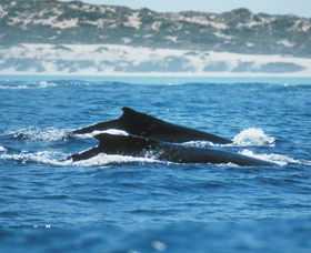 Humpback Whales - Phillip Island Accommodation 1