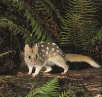 Tarkine Forest Reserve - Phillip Island Accommodation