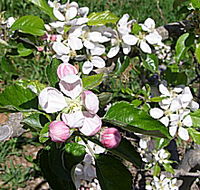 Avro Park Orchards - Phillip Island Accommodation