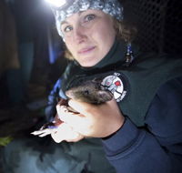 Naturewise at Tidbinbilla - Phillip Island Accommodation