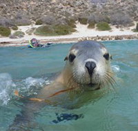 Calypso Star Charters - Phillip Island Accommodation