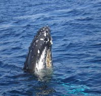 Jervis Bay Whales - Phillip Island Accommodation