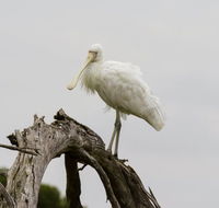 Melbourne Birding Tours - Phillip Island Accommodation