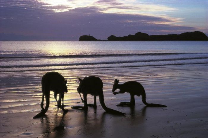 Seaforth QLD Phillip Island Accommodation