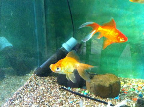 Hurley’s Aquariums - Phillip Island Accommodation 2