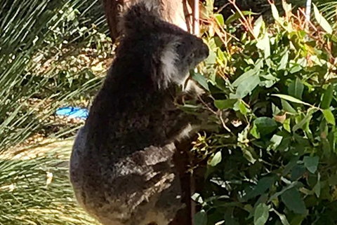 Pinnacles And Yanchep National Park Day Trip From Perth Including Lobster Shack Lunch And Sandboarding - Phillip Island Accommodation 6