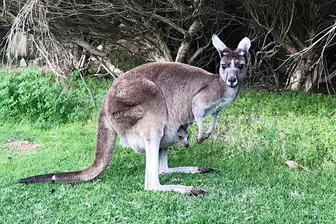 Pinnacles And Yanchep National Park Day Trip From Perth Including Lobster Shack Lunch And Sandboarding - Phillip Island Accommodation 8