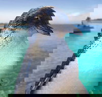 Full-Day Penguin Island  Fremantle Town - Phillip Island Accommodation