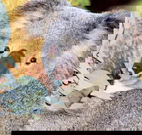 Perth Zoo General Entry Ticket and Sightseeing Cruise - Phillip Island Accommodation