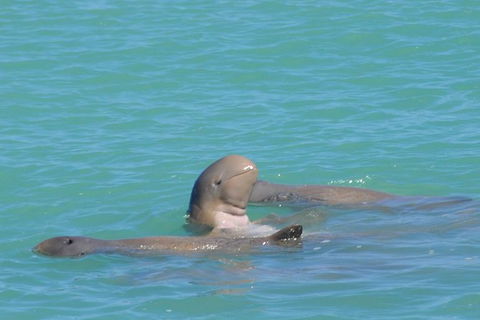 Snubfin Dolphin Eco Cruise From Broome - Phillip Island Accommodation 0