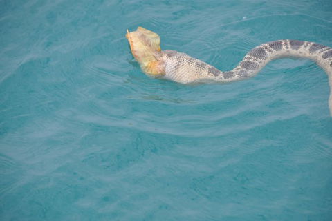 Snubfin Dolphin Eco Cruise From Broome - Phillip Island Accommodation 10