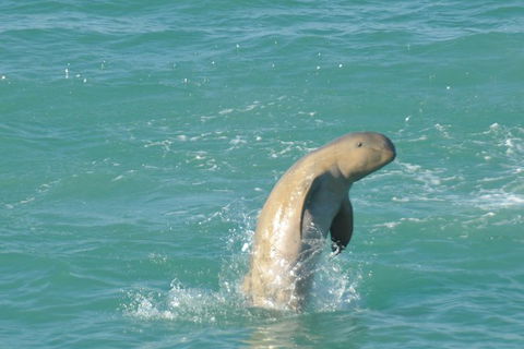 Snubfin Dolphin Eco Cruise From Broome - Phillip Island Accommodation 11