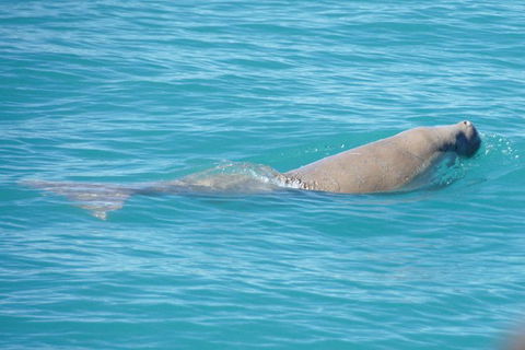 Snubfin Dolphin Eco Cruise From Broome - Phillip Island Accommodation 5