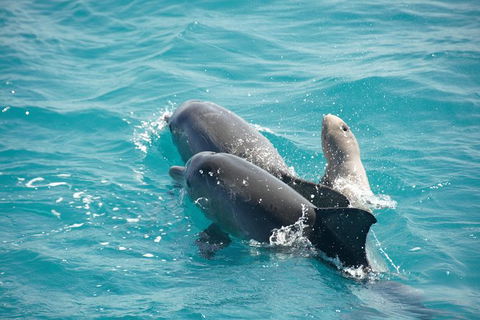 Snubfin Dolphin Eco Cruise From Broome - Phillip Island Accommodation 6