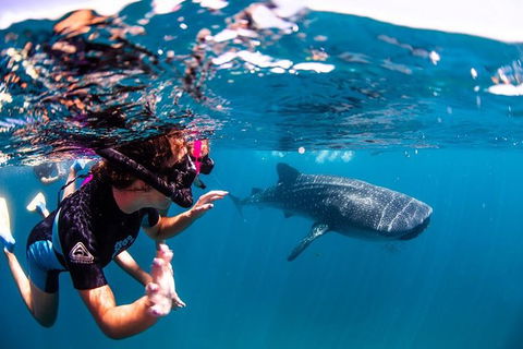 Swim With Whale Sharks- The Largest Fish In The World! - Phillip Island Accommodation 20