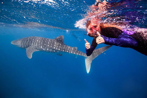 Swim With Whale Sharks- The Largest Fish In The World! - Phillip Island Accommodation 29