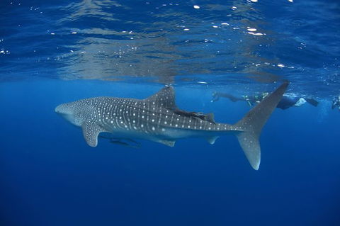 Swim With Whale Sharks- The Largest Fish In The World! - Phillip Island Accommodation 3