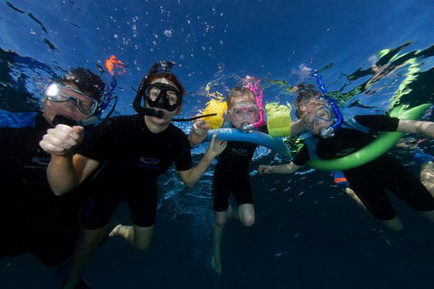 Swim With Whale Sharks- The Largest Fish In The World! - Phillip Island Accommodation 9