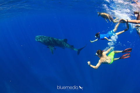 Swim With Whale Sharks- The Largest Fish In The World! - Phillip Island Accommodation 36