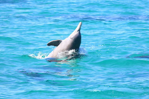 Swim With Whale Sharks- The Largest Fish In The World! - Phillip Island Accommodation 28