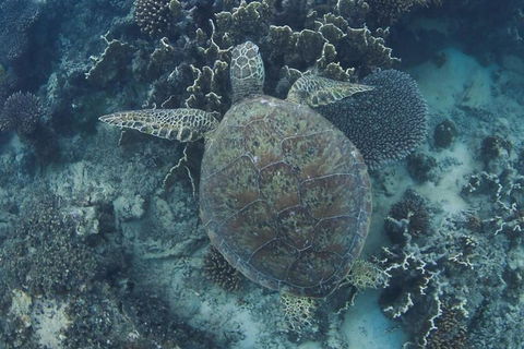 Swim With Whale Sharks- The Largest Fish In The World! - Phillip Island Accommodation 10