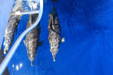 Swim With Whale Sharks- The Largest Fish In The World! - Phillip Island Accommodation 39