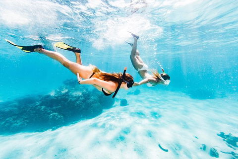 Swim With Whale Sharks- The Largest Fish In The World! - Phillip Island Accommodation 21