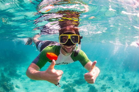 Swim With Whale Sharks- The Largest Fish In The World! - Phillip Island Accommodation 23