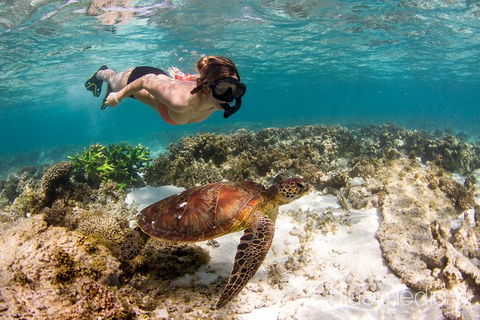 Swim With Whale Sharks- The Largest Fish In The World! - Phillip Island Accommodation 25