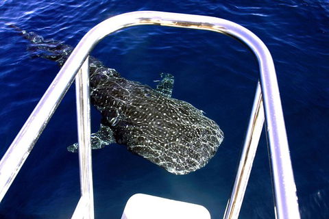 Swim With Whale Sharks- The Largest Fish In The World! - Phillip Island Accommodation 16