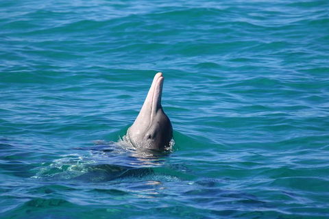 Swim With Whale Sharks- The Largest Fish In The World! - Phillip Island Accommodation 24