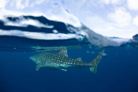 Swim With Whale Sharks- The Largest Fish In The World! - Phillip Island Accommodation 17