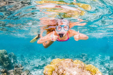 Swim With Whale Sharks- The Largest Fish In The World! - Phillip Island Accommodation 38