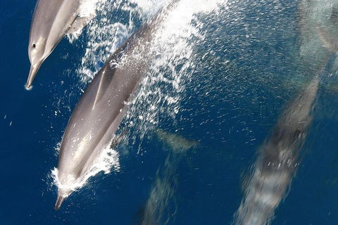 Swim With Whale Sharks- The Largest Fish In The World! - Phillip Island Accommodation 13