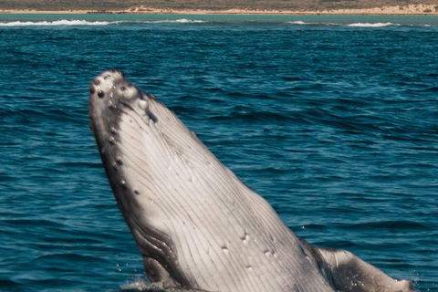 Swim With Whale Sharks- The Largest Fish In The World! - Phillip Island Accommodation 18