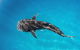 Swim With Whale Sharks- The Largest Fish In The World! - thumb 30