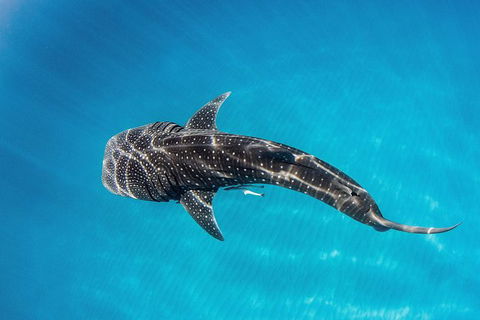Swim With Whale Sharks- The Largest Fish In The World! - Phillip Island Accommodation 30