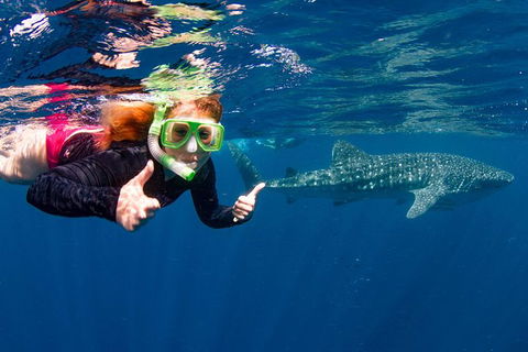 Swim With Whale Sharks- The Largest Fish In The World! - Phillip Island Accommodation 2